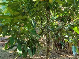 Sítio em Santo Aleixo
