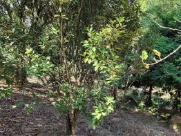 Sítio em Santo Aleixo